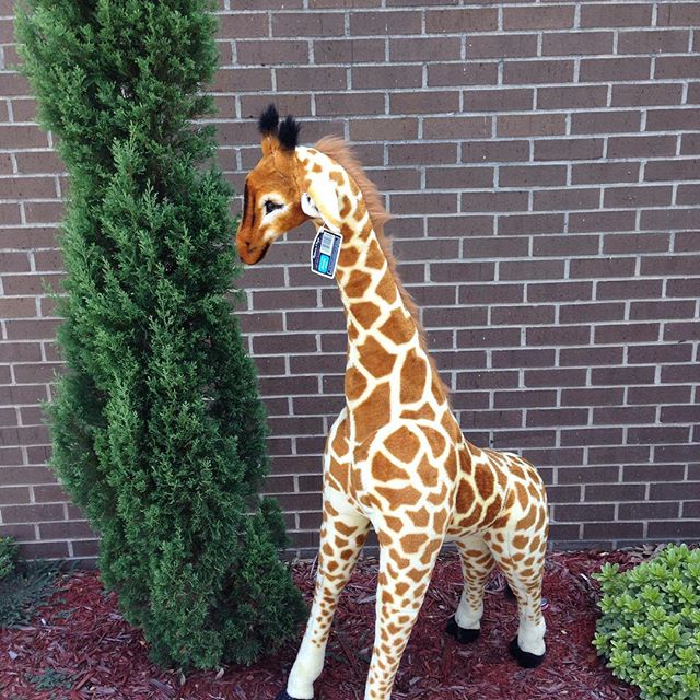 "Stretch" needs a new home! He measures 52" tall, brand new with tags from Melissa & Doug and completely housebroken!#refinerykids #melissaanddoug #batonrouge #225